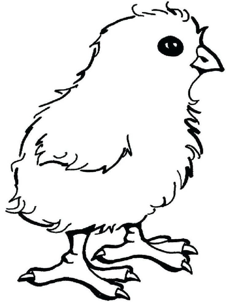 Cute chicken coloring pages pdf for children