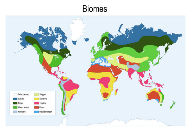 Color map of the main biomes in the world stock illustration