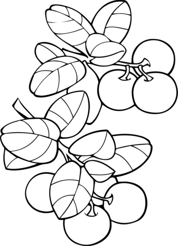 Cranberries coloring page free printable coloring pages