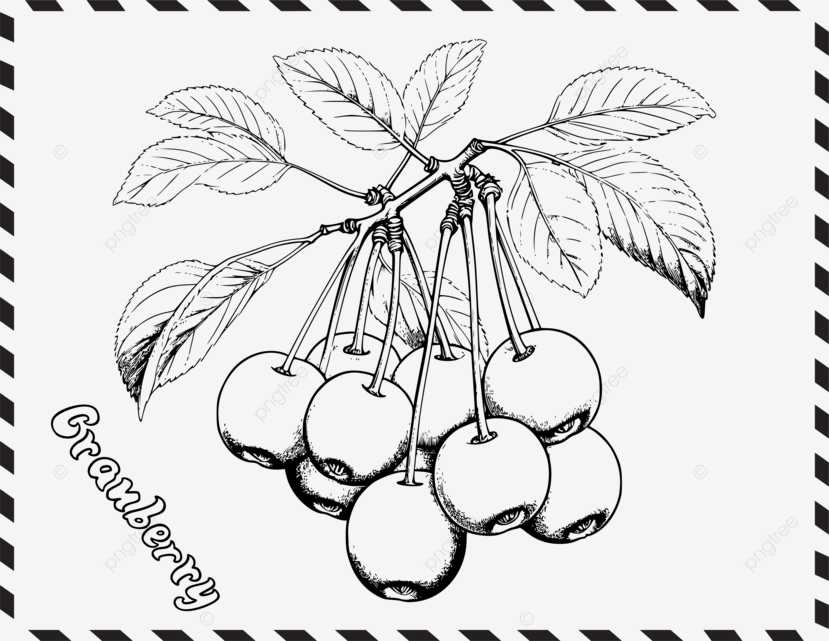 Cranberry coloring pages for kids and toddlers vector cranberry coloring pages for kids cranberry coloring pages coloring pages with example png and vector with transparent background for free download