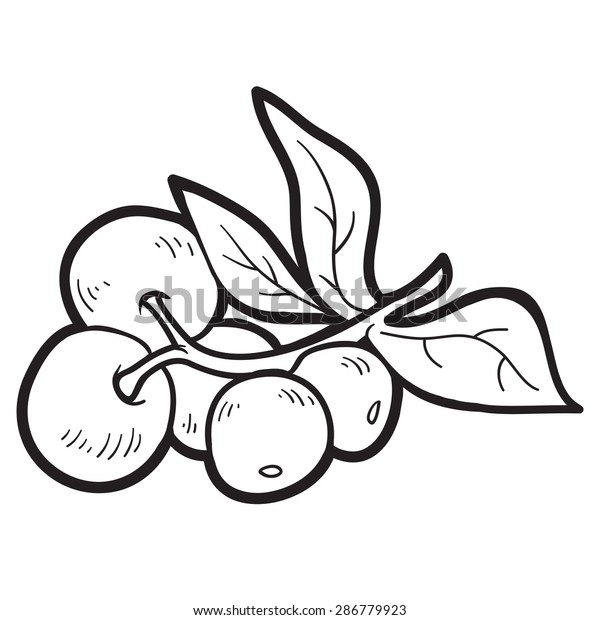 Coloring book cranberries stock vector royalty free