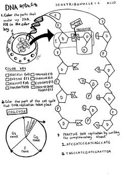 Dna replication coloring sheet dna replication color worksheets teaching biology