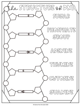 Dna structure doodle notes coloring worksheet with differentiation