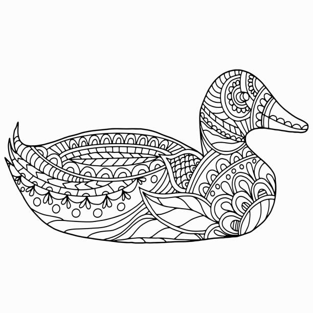 Mallard duck coloring pages stock illustrations royalty