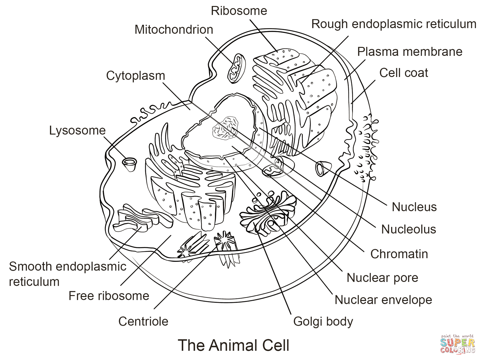 Animal cell coloring page free printable coloring pages