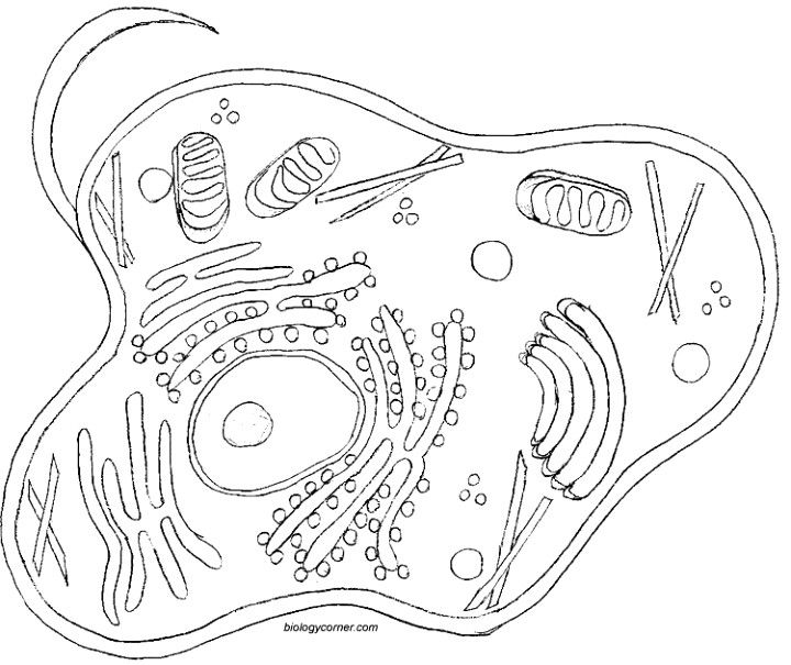 Animal cell coloring anatomy coloring book homeschool science science cells