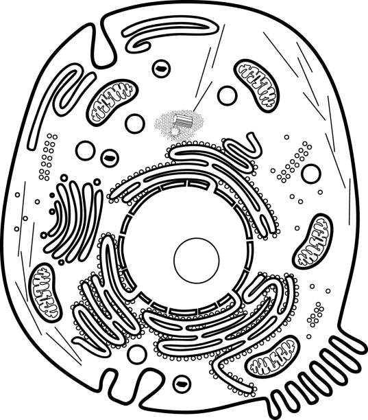 Coloring page with animal cell structure educational material for biology lesson stock illustration