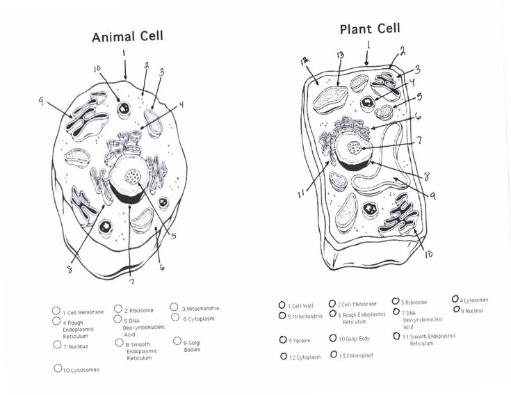 Dr gaydens science class april animal cells worksheet cells worksheet plant and animal cells