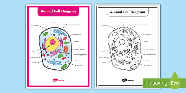 Printable animal cell diagram life science resources