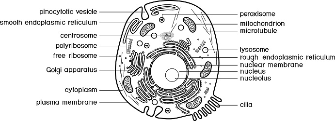Coloring page with animal cell structure educational material for biology lesson stock illustration