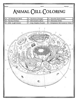 Animal cell coloring by dustin hastings tpt