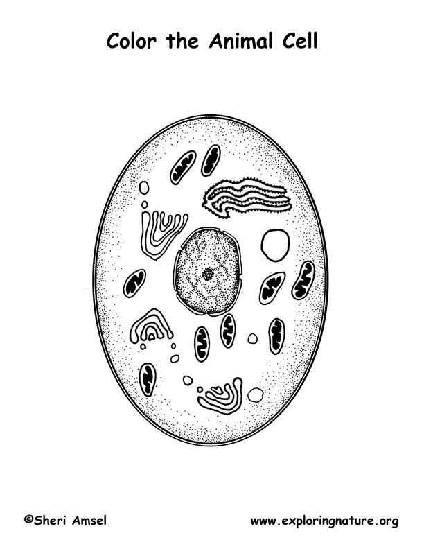 Animal cell coloring page animal cell plant and animal cells color worksheets