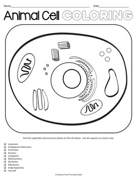 Animal cell coloring worksheet for review or assessment tpt