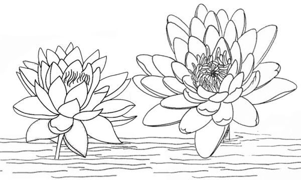 Lotus coloring pages printable pdf