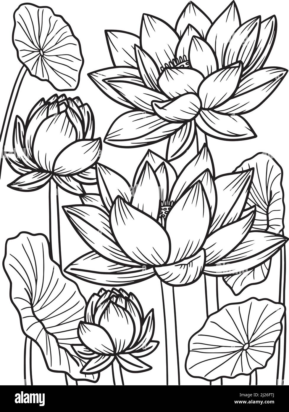Sacred lotus drawing hi