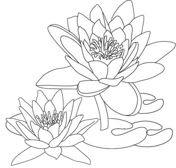 Lotus coloring pages printable pdf