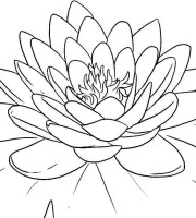 Top lotus coloring pages for your little ones coloring pages