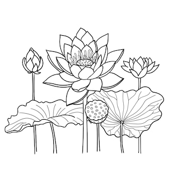 Page red lotus seeds vectors illustrations for free download