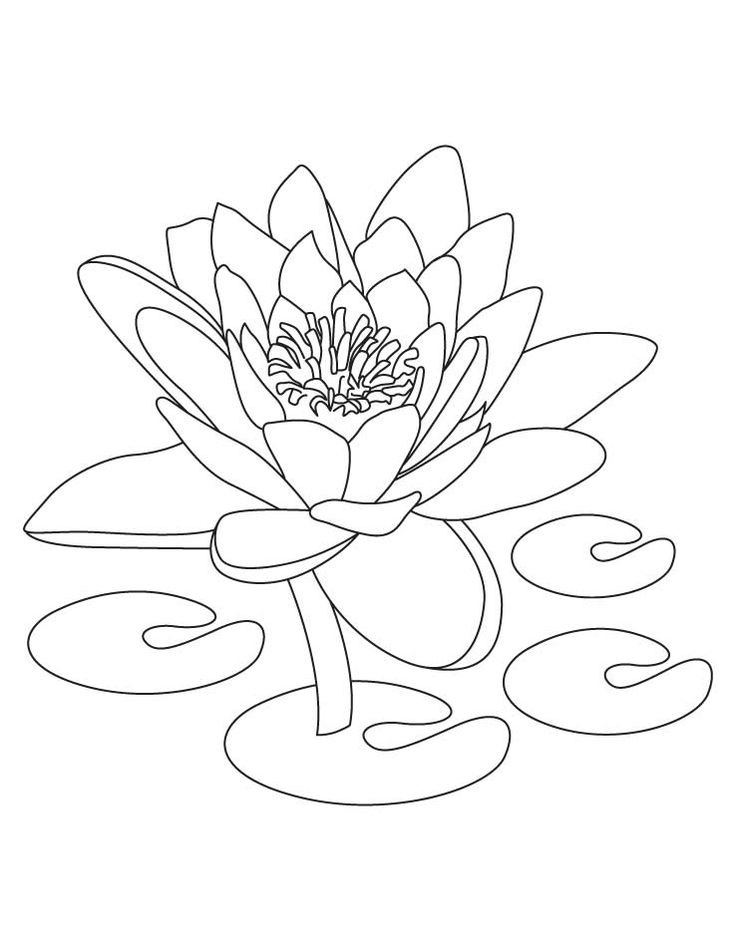Free printable lotus coloring pages for kids lotus flower drawing flower drawing flower coloring pages