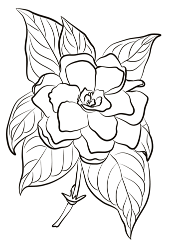 Gardenia coloring page free printable coloring pages