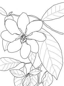 Gardenia carinata coloring page super coloring pãginas para colorear de flores pãginas para colorear pãginas para colorear para imprimir gratis