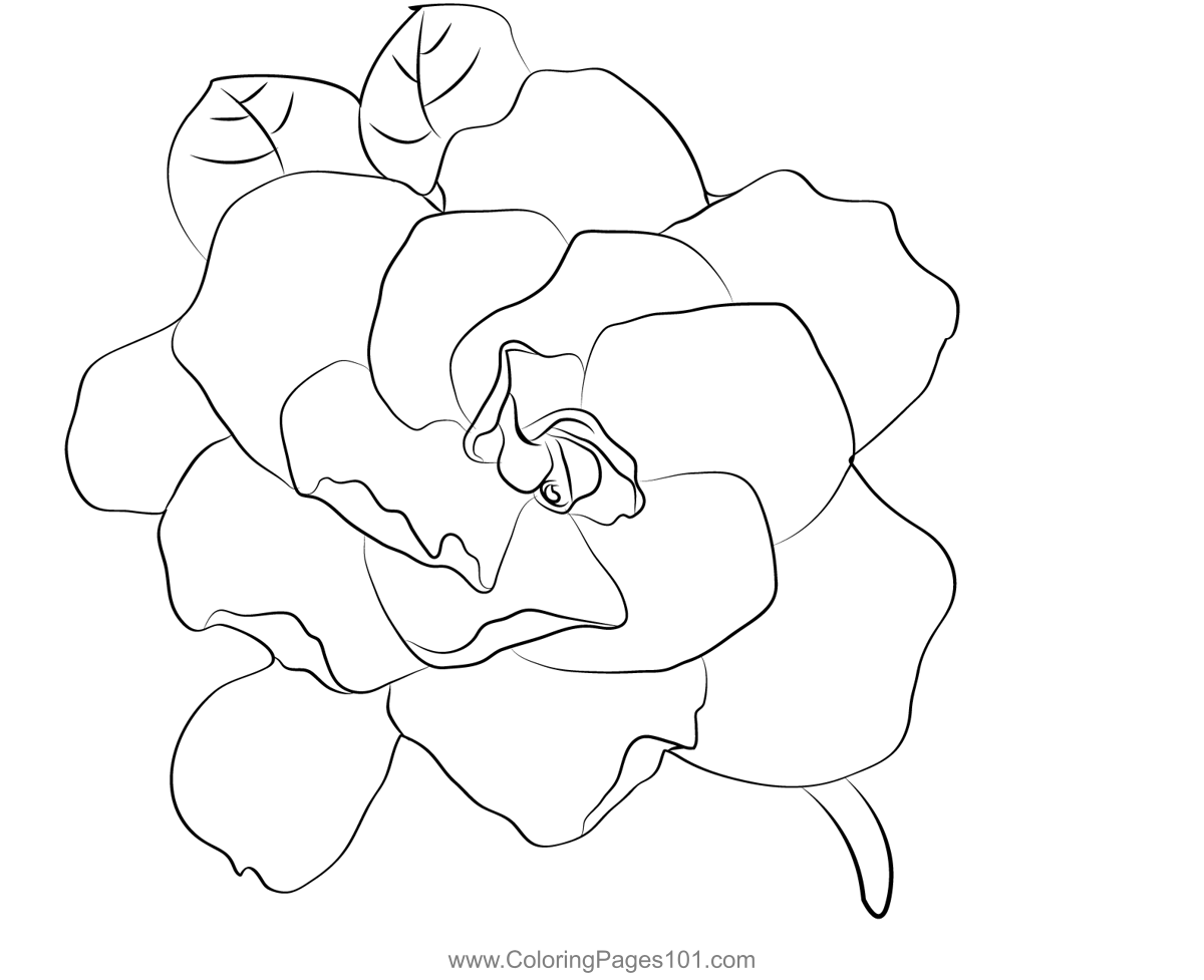 Gardenia coloring page for kids