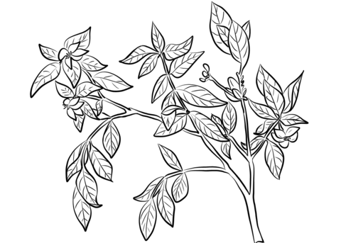 Gardenia coloring pages free coloring pages