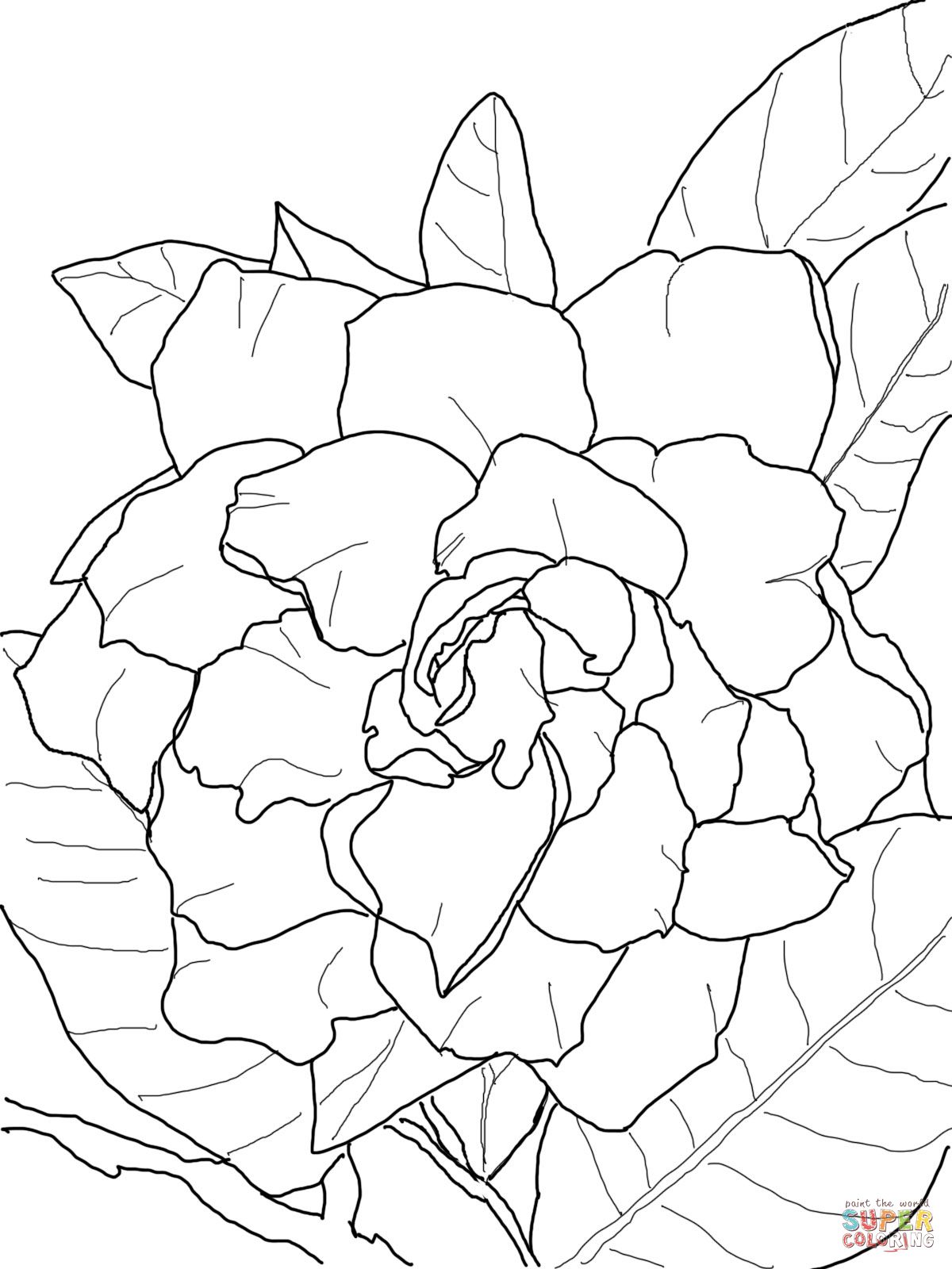 Gardenia jasminoides or plena coloring page supercoloring free coloring pages coloring pages free printable coloring