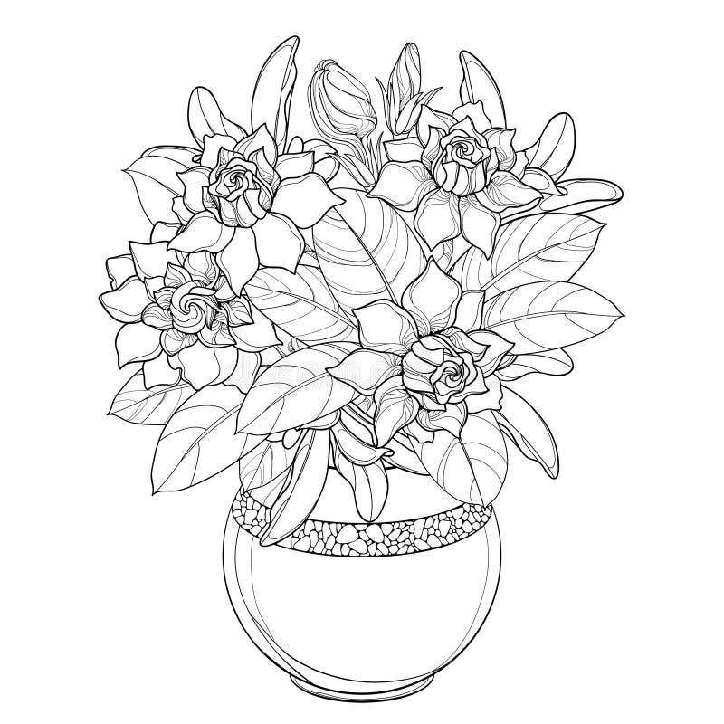 Gardenia outline stock illustrations â gardenia outline stock illustrations vectors clipart