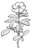 Gardenia coloring pages free coloring pages