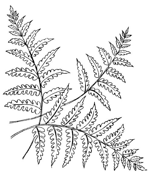 Free printable advanced coloring pages embroidery leaf redwork embroidery embroidery patterns
