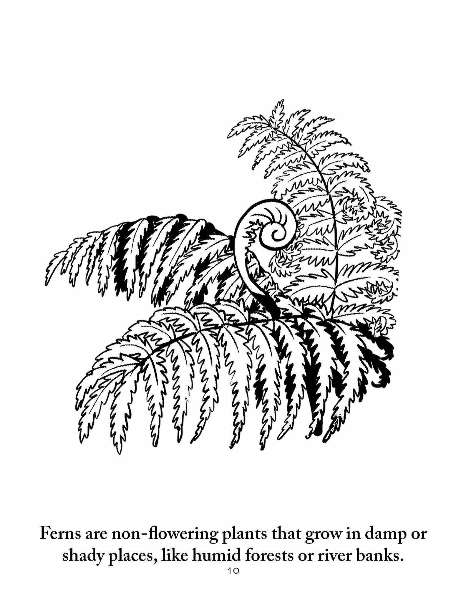Botany coloring pages sassafras science