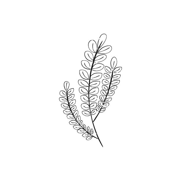 Page fern coloring sheet vectors illustrations for free download