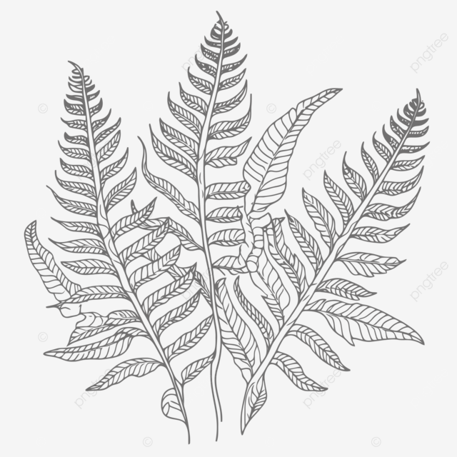 Coloring sheet fern leaf outline sketch drawing vector leaf drawing wing drawing fern drawing png and vector with transparent background for free download