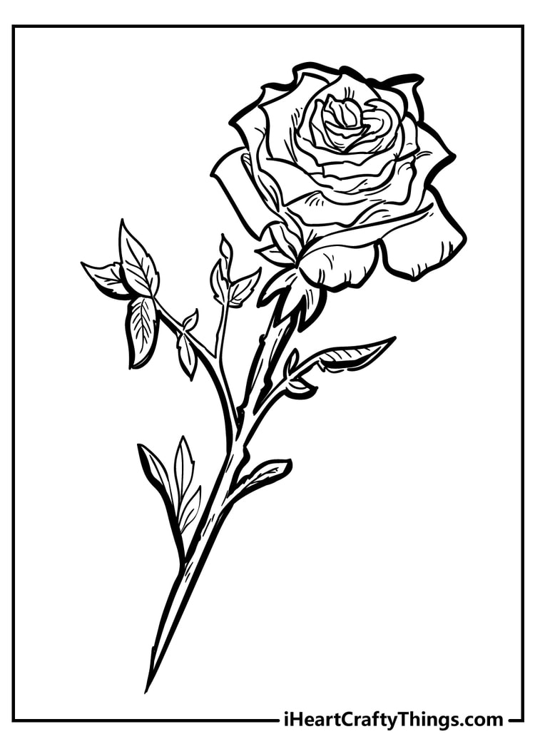 Rose coloring pages free printables