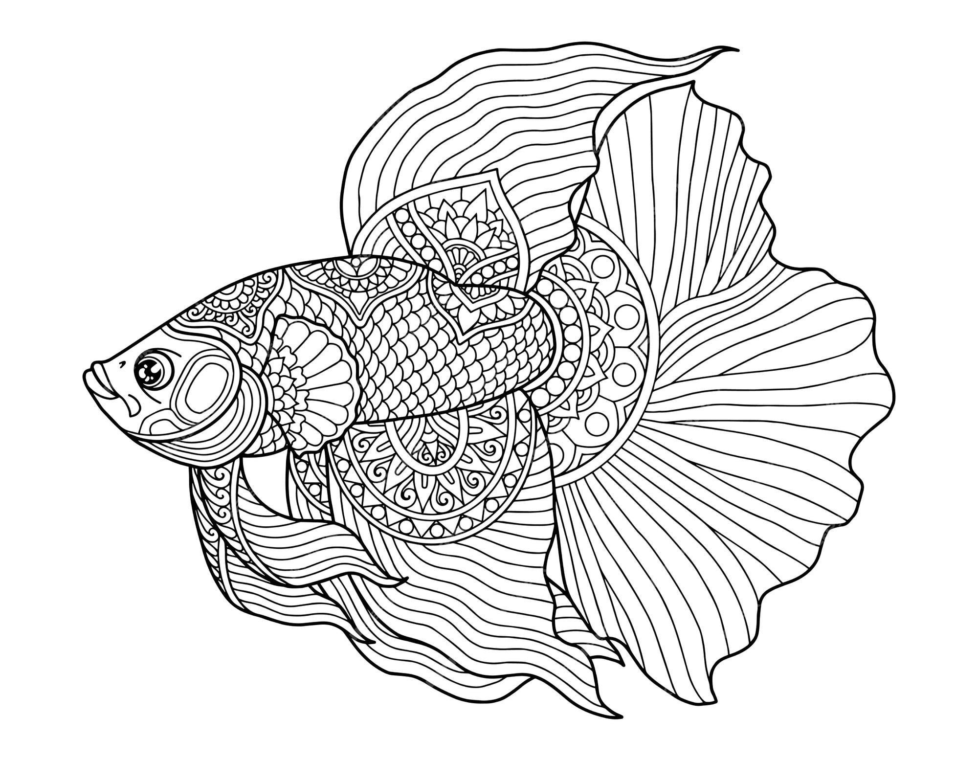 Premium vector betta fish coloring page design clear background