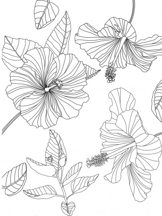 New skillshare class design an adult coloring book page on your ipad â liz kohler brown