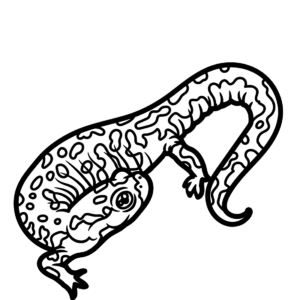 Salamander coloring pages printable for free download