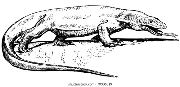 Komodo dragon vector de stock libre de regalãas