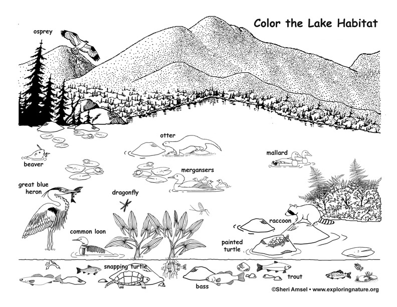 Lake coloring page