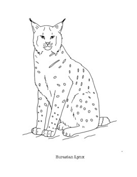 Eurasian lynx coloring page by mama draw it tpt