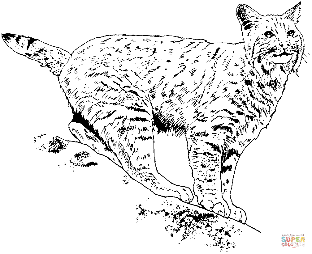 Lynx coloring page free printable coloring pages
