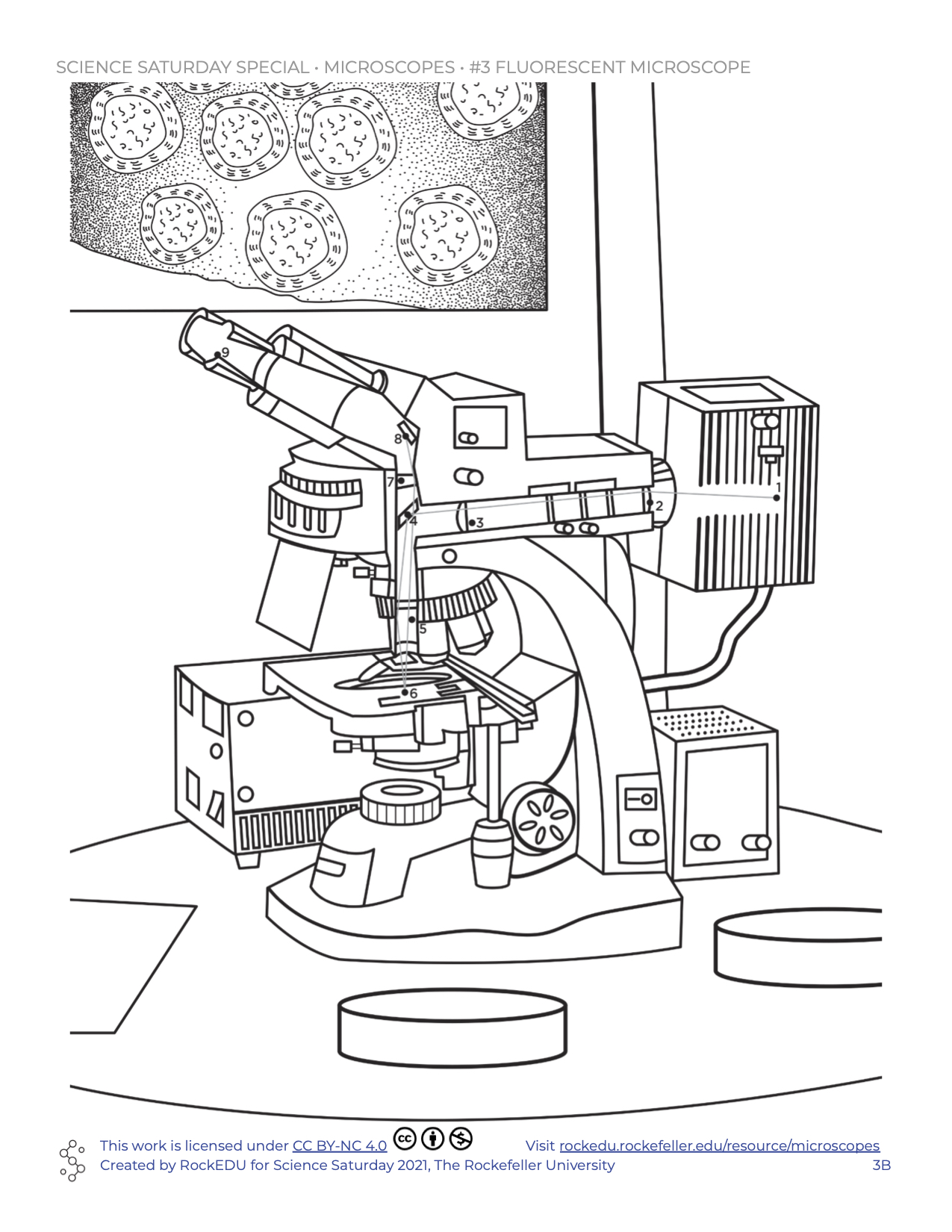 Learn about microscopes