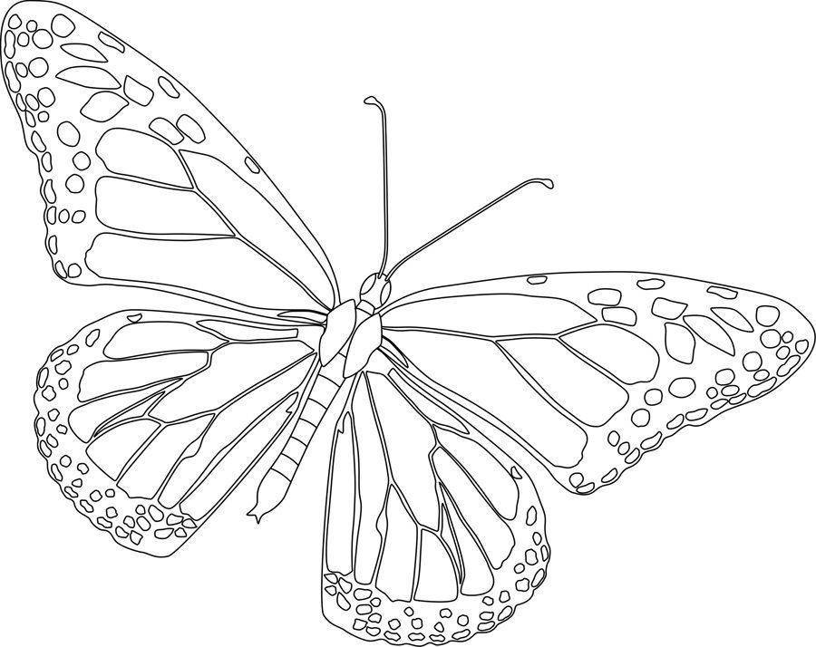 Free printable monarch butterfly coloring pages butterfly coloring page butterfly printable monarch butterfly