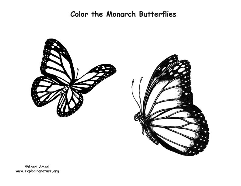 Butterflies monarch coloring page
