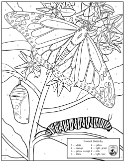 Monarch