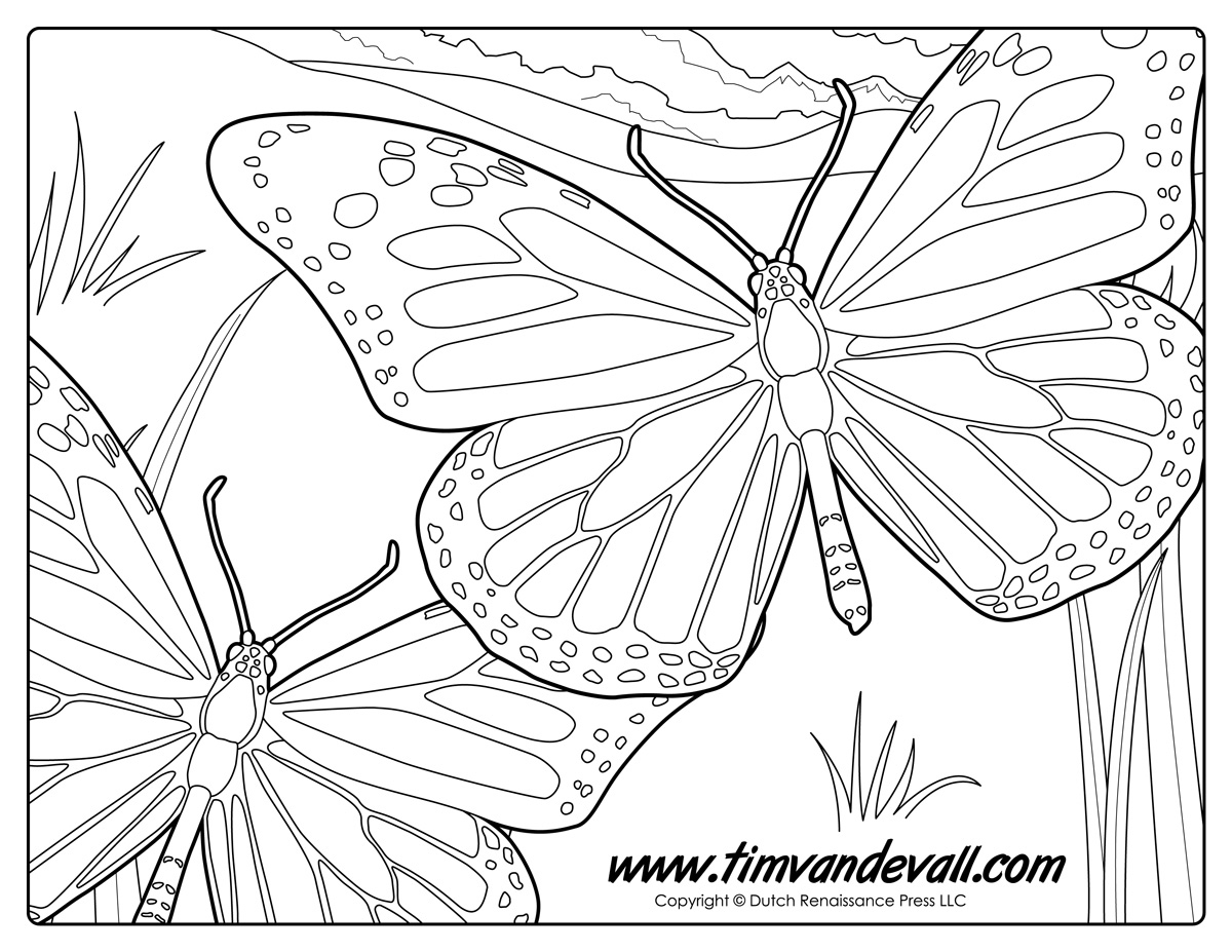 Monarch butterfly coloring page â tims printables