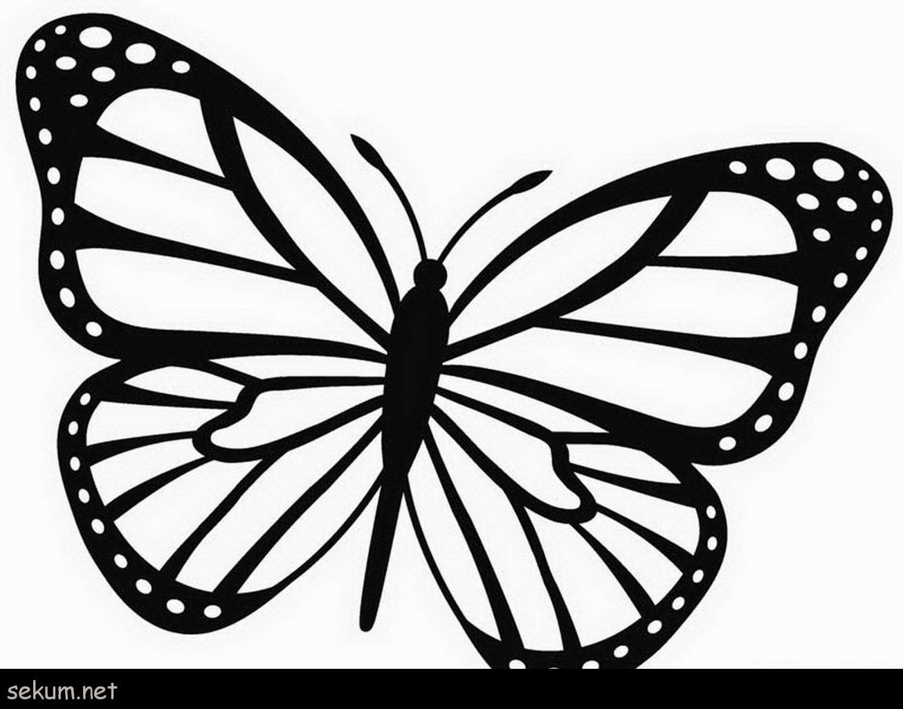 Brilliant image of monarch butterfly coloring page