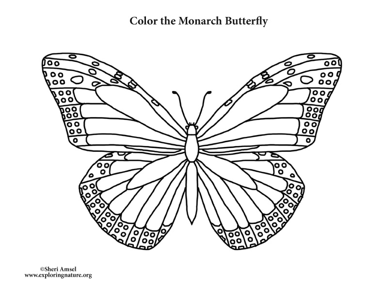 Butterfly monarch coloring page