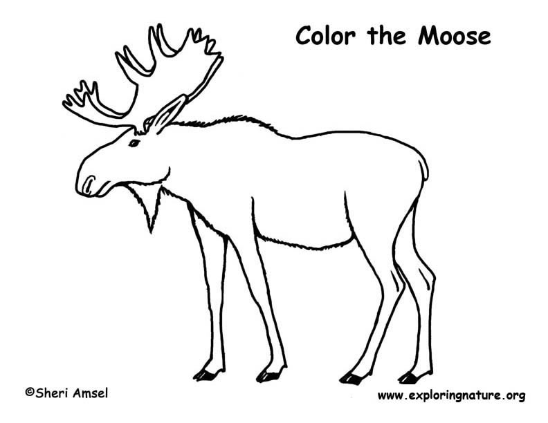 Moose coloring page